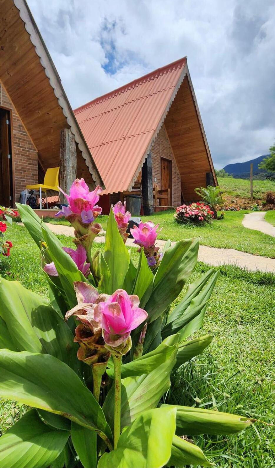 Flor Do Caparao Em Chalet Patrimonio da Penha